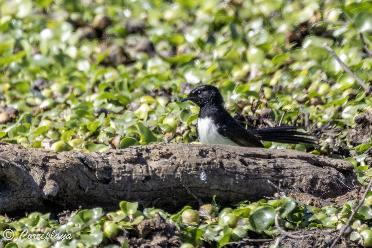 Willie-wagtail - ML614337052