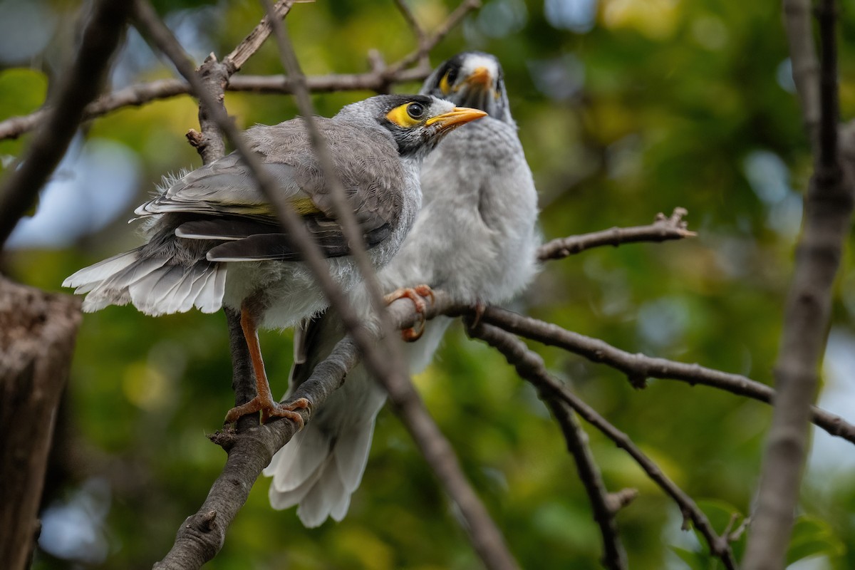 Weißstirn-Schwatzvogel - ML614337053