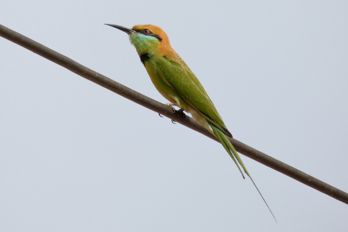 Asian Green Bee-eater - ML614337104