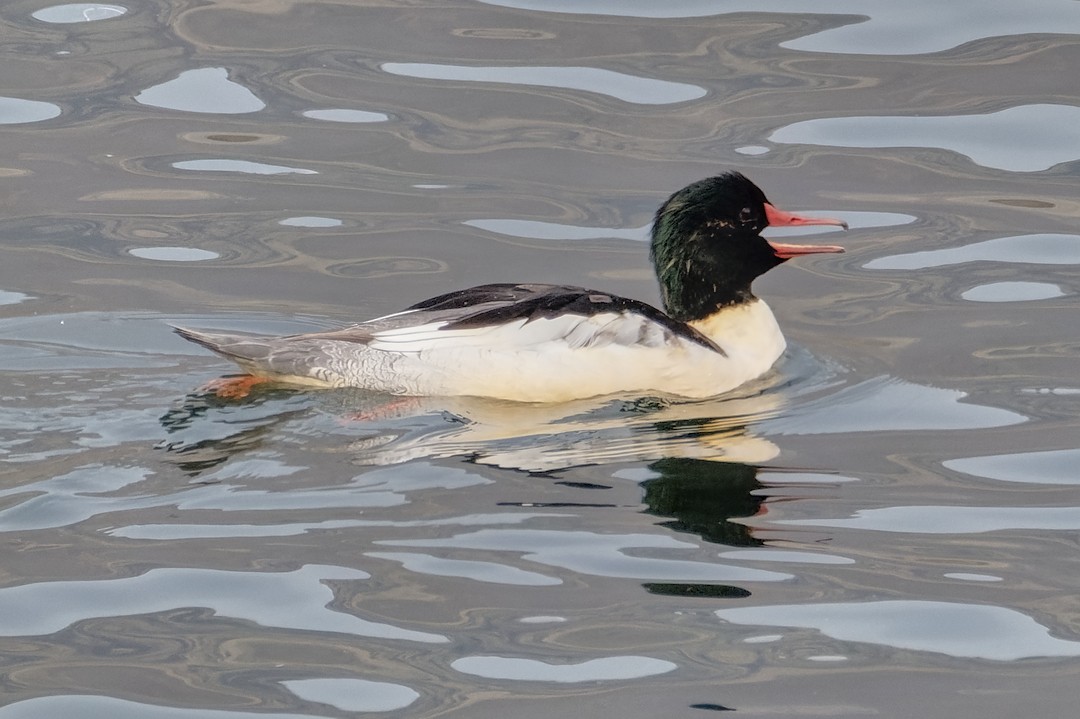 Common Merganser - ML614337115