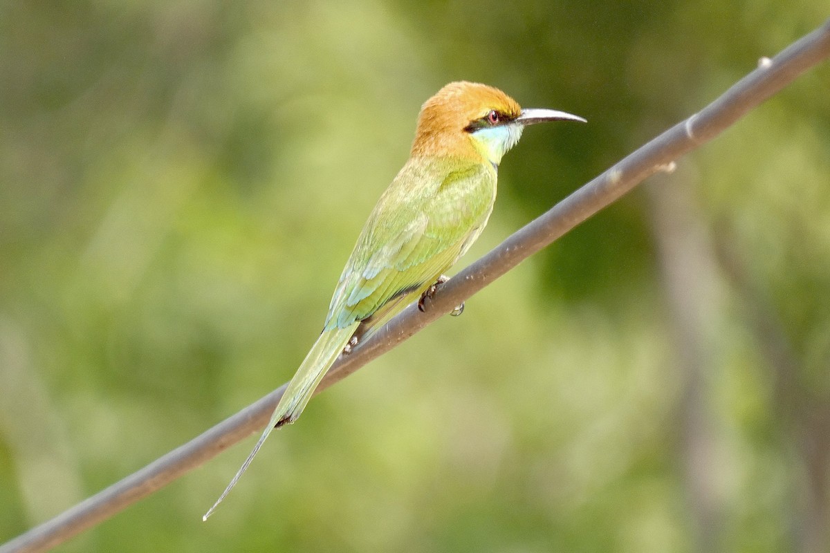 Asian Green Bee-eater - ML614337136