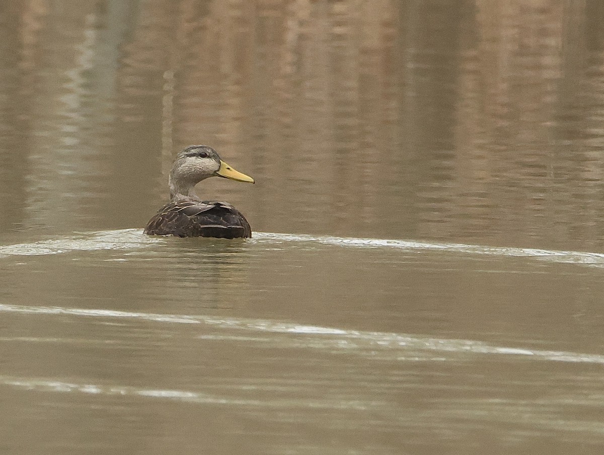 American Black Duck - ML614337150