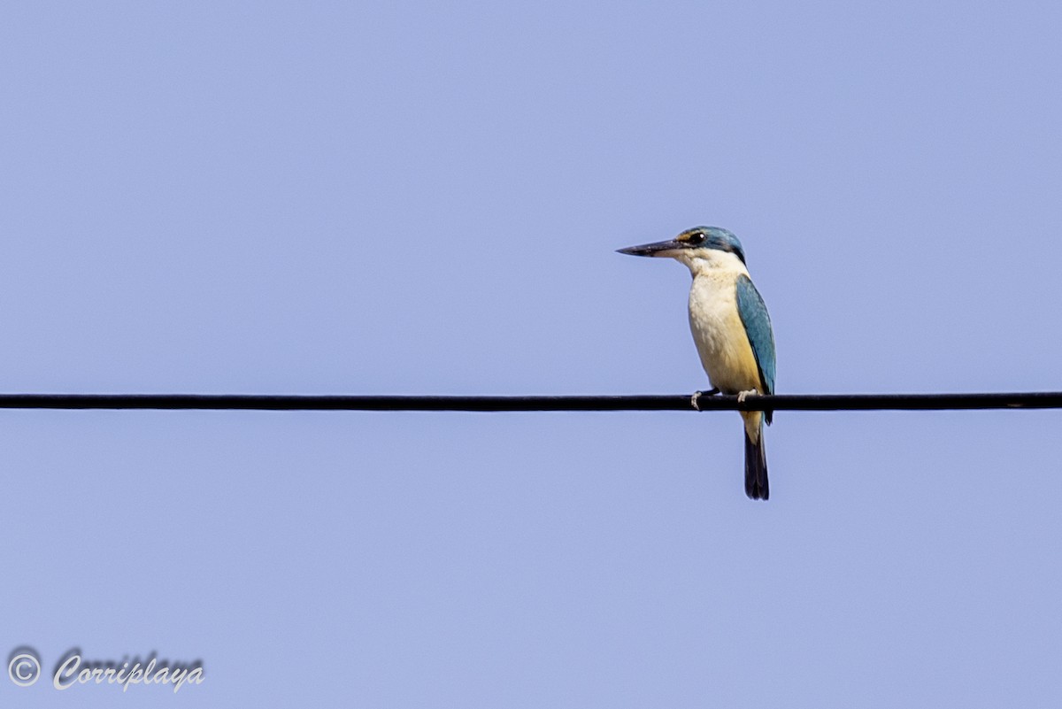 Sacred Kingfisher (Australasian) - Fernando del Valle