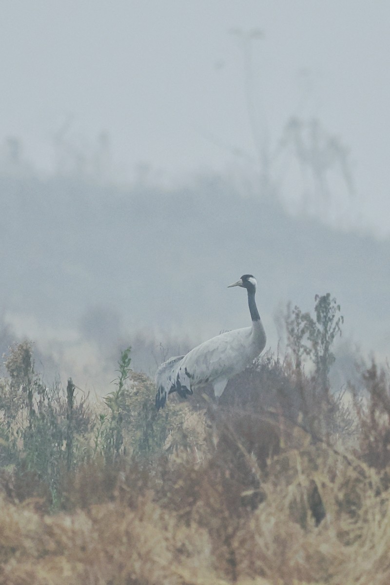 Common Crane - ML614337219