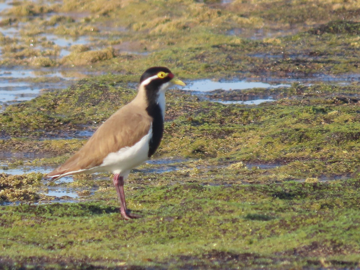 Banded Lapwing - ML614337251