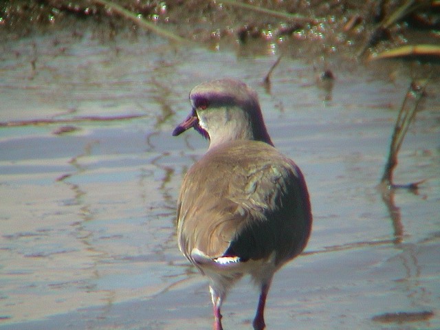 Southern Lapwing - ML614337282