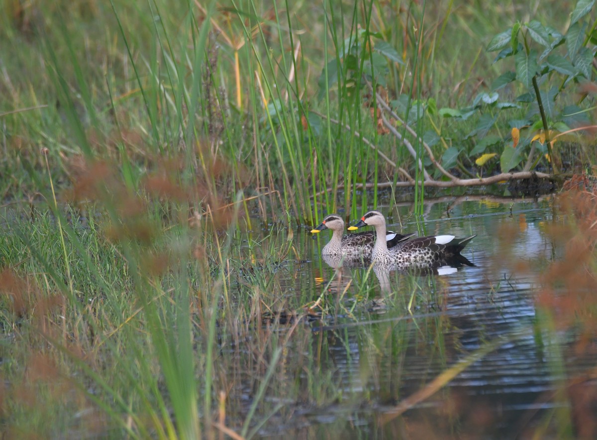 Indian Spot-billed Duck - vinodh Kambalathara