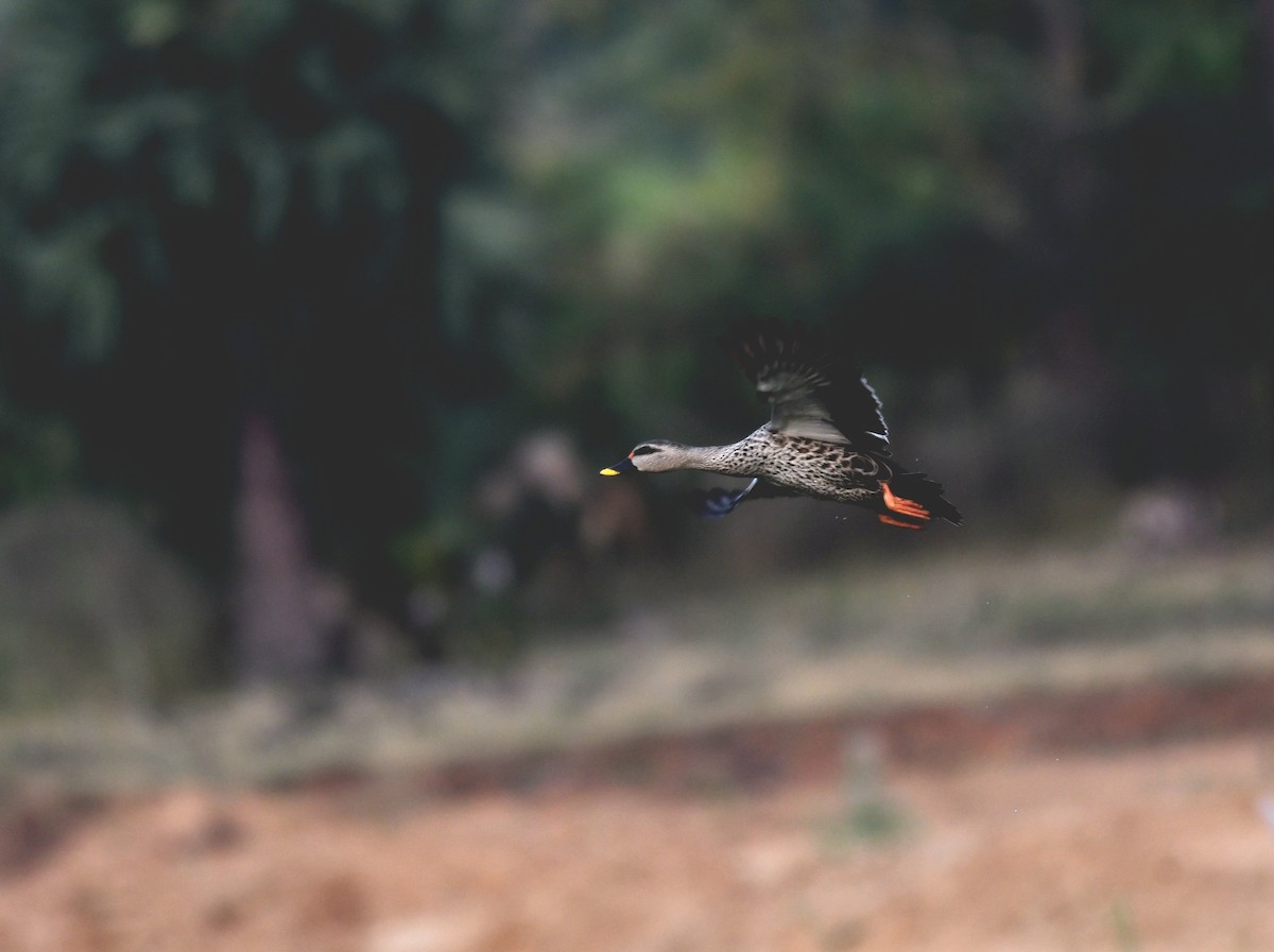 Indian Spot-billed Duck - vinodh Kambalathara