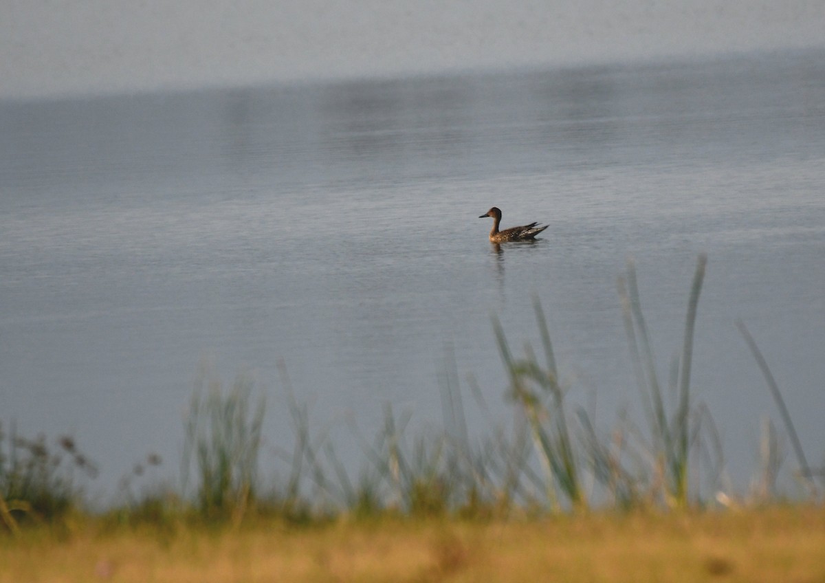 Northern Pintail - ML614337392