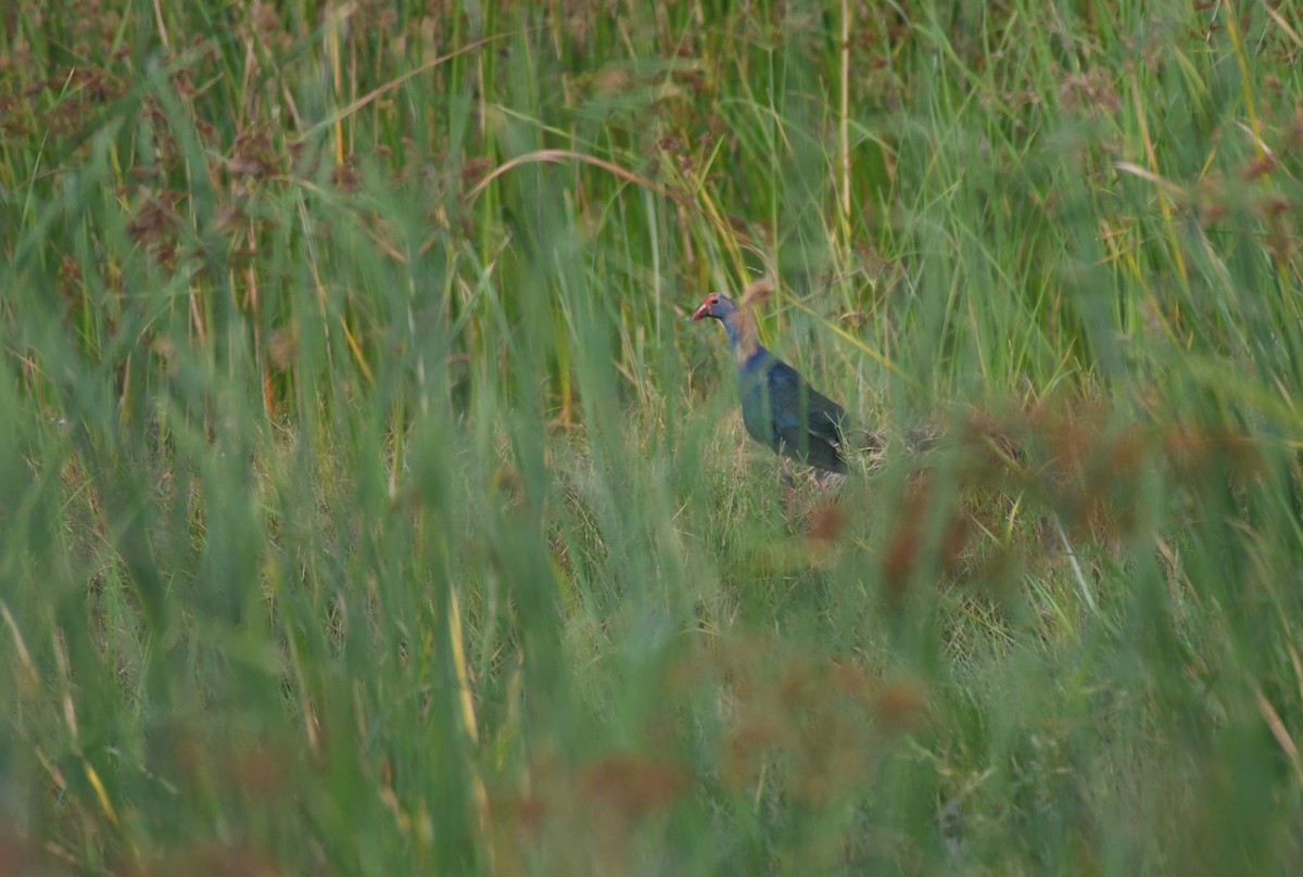 Gray-headed Swamphen - ML614337395