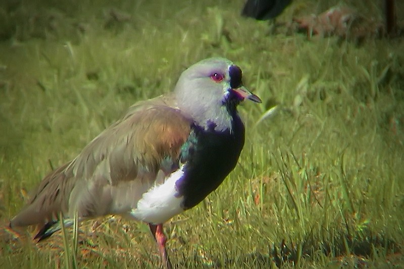 Southern Lapwing - ML614337423