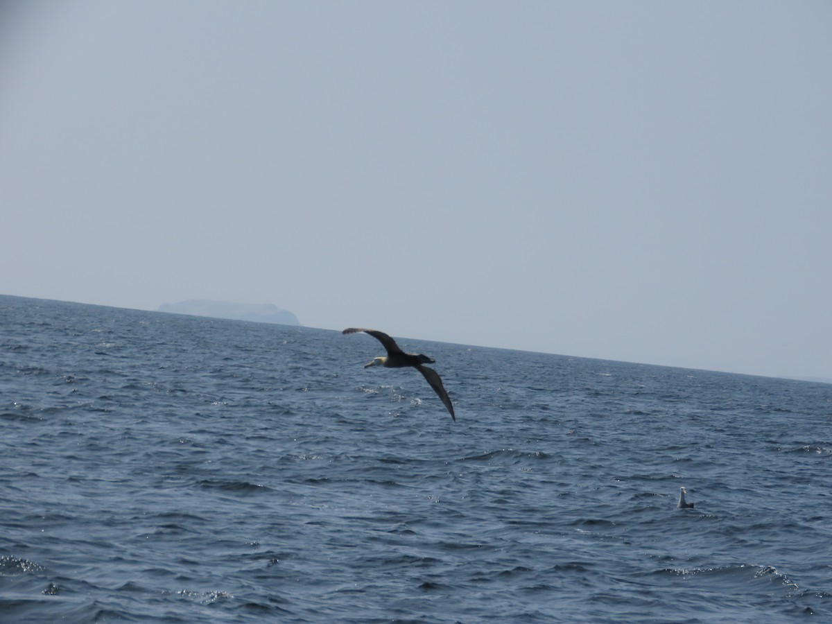 Waved Albatross - ML614337573