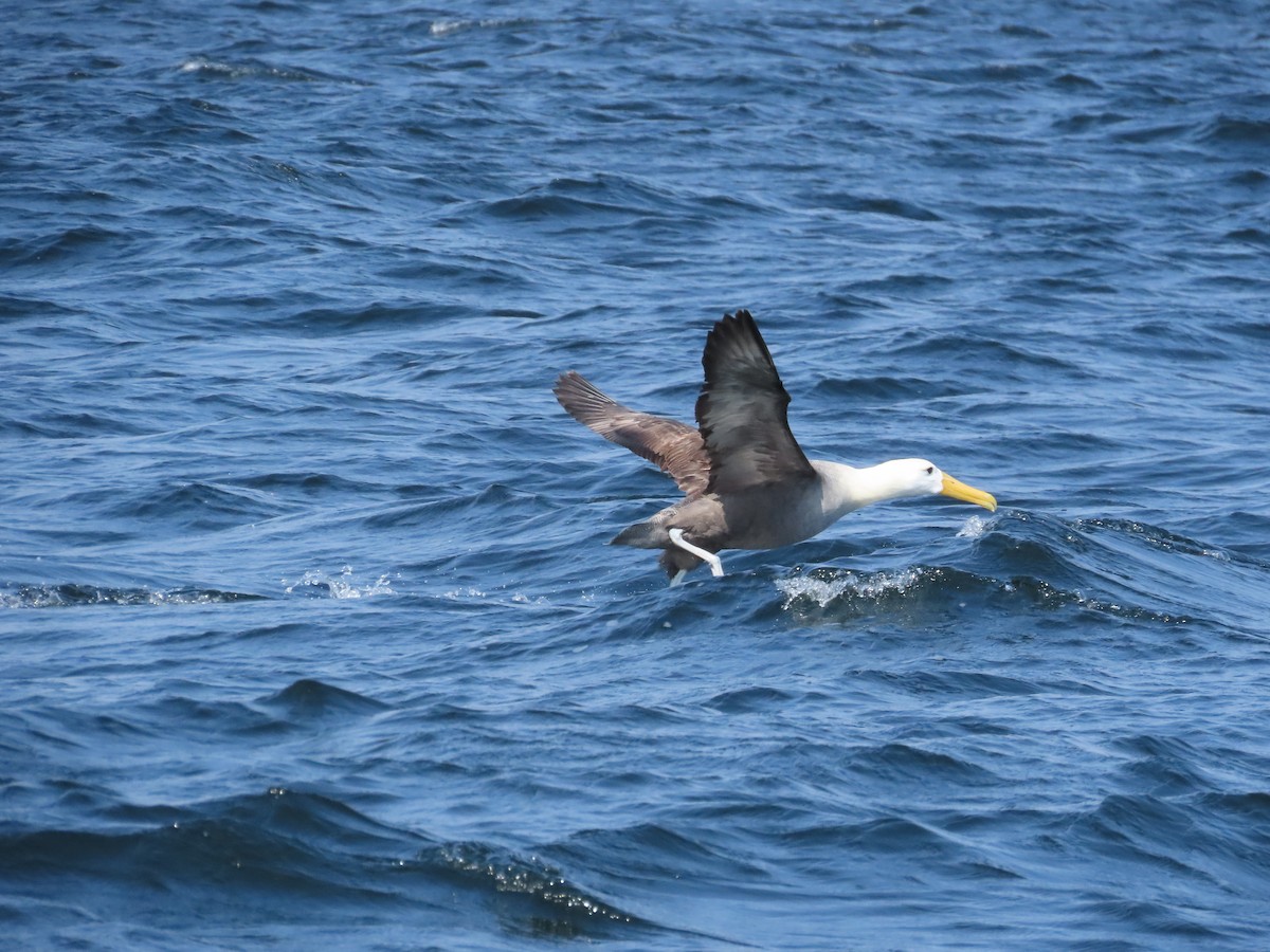 Waved Albatross - ML614337575