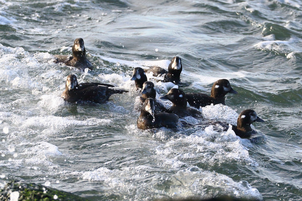 Harlequin Duck - ML614337597