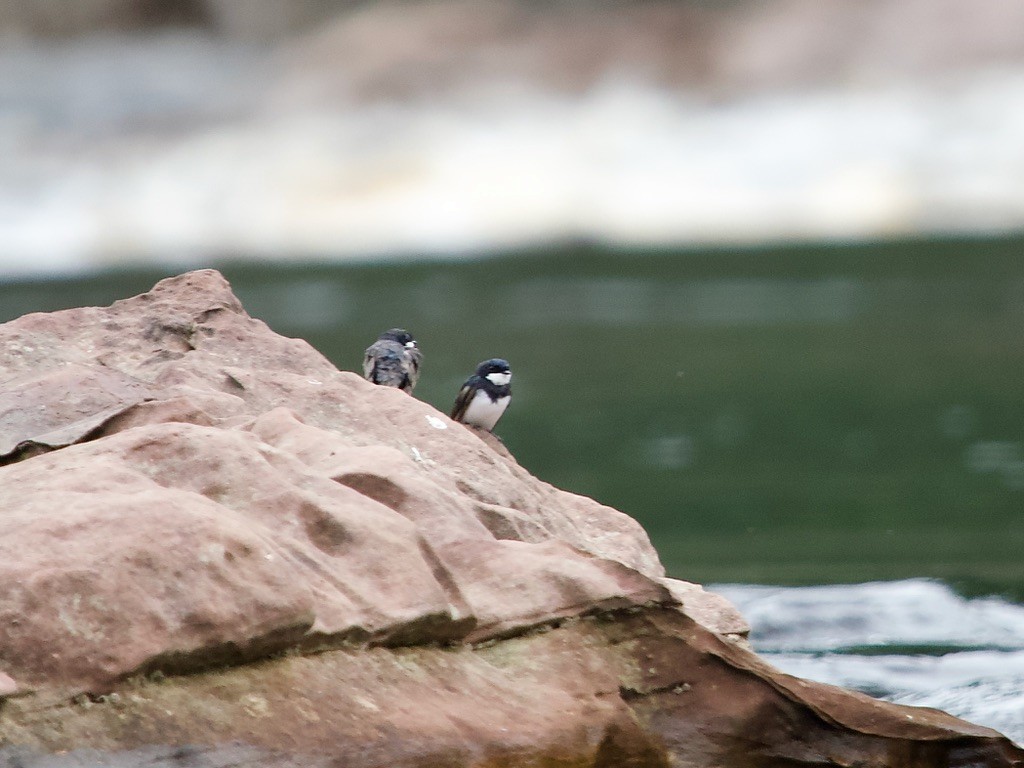 Black-collared Swallow - David McCartt