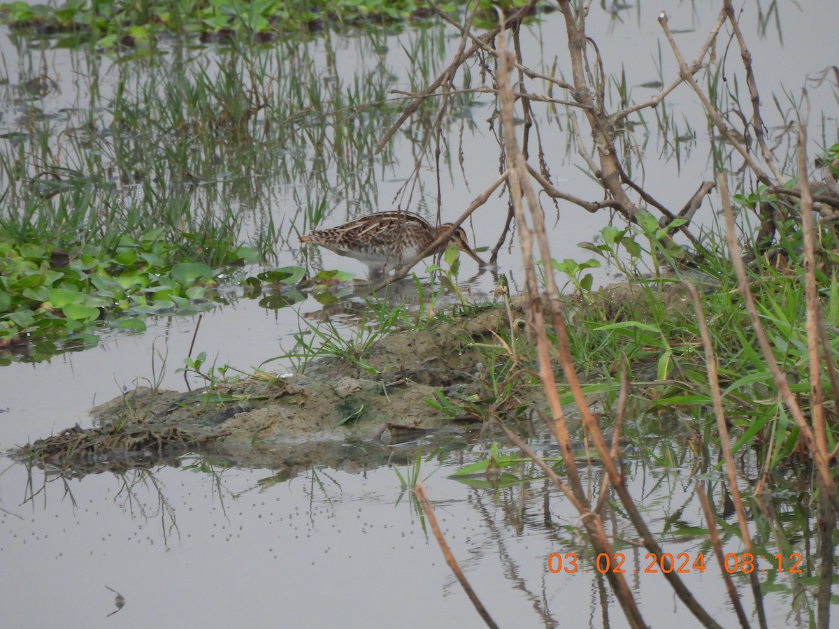 Pin-tailed/Common Snipe - ML614337631