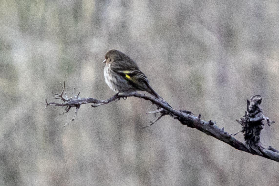 Pine Siskin - ML614337730