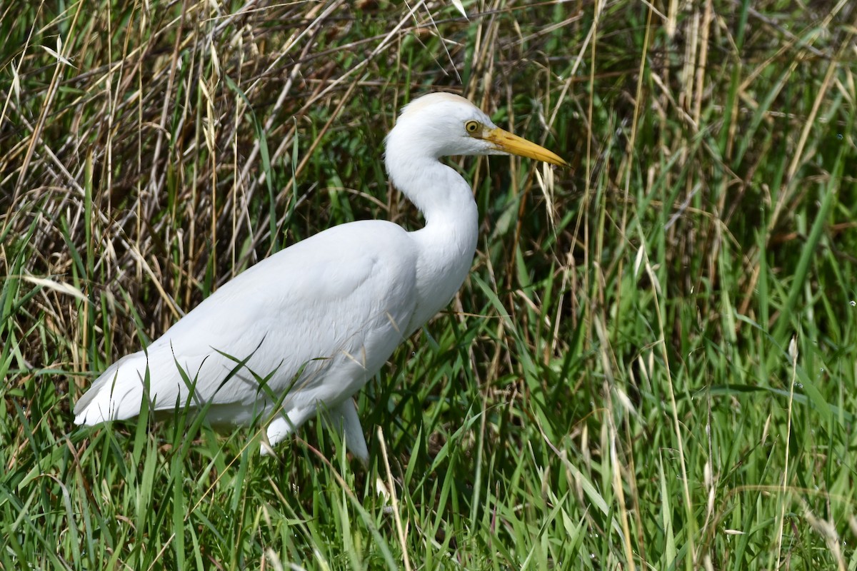 Western Cattle Egret - ML614337752