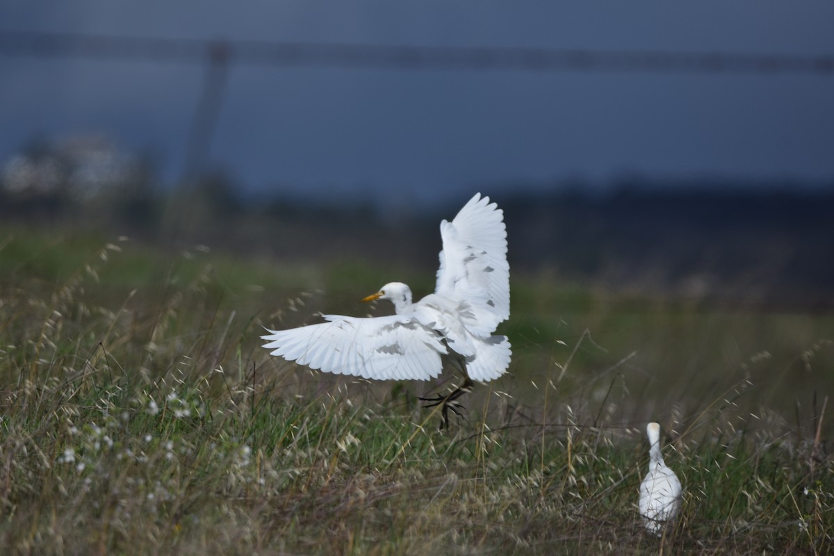 Western Cattle Egret - Too Fly