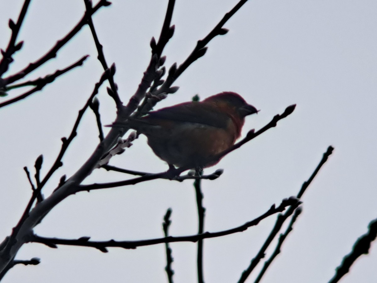 Red Crossbill - Sam Plew