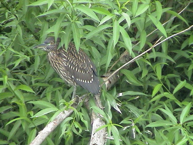 Black-crowned Night Heron - ML614337849