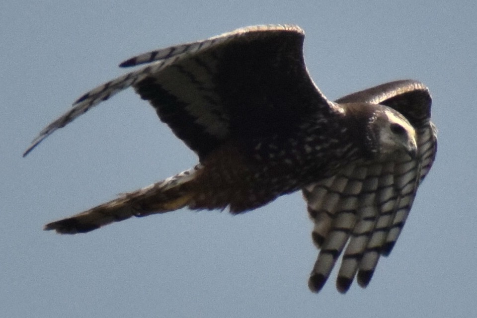 Long-winged Harrier - Marco Nieva