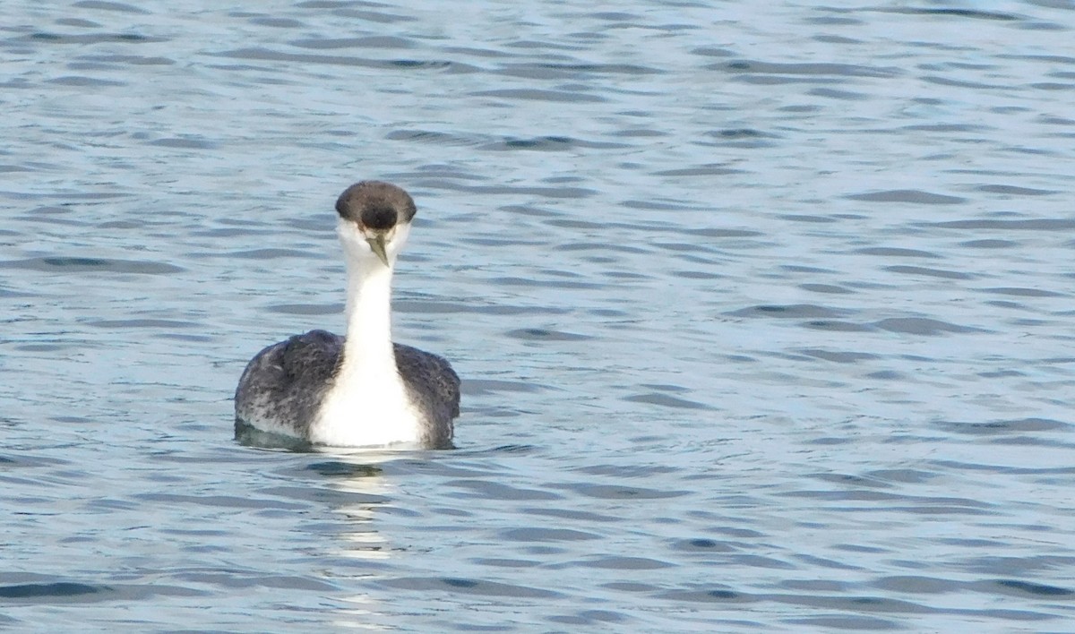 Western Grebe - ML614337943