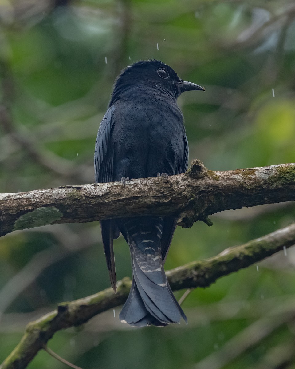 Asya Drongo Guguğu - ML614338003