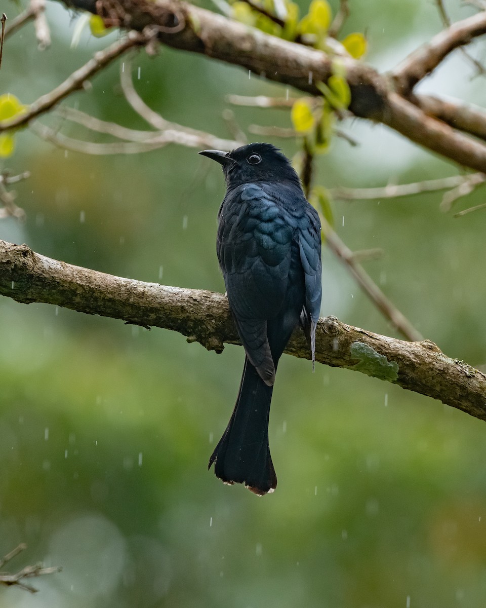 Asya Drongo Guguğu - ML614338004