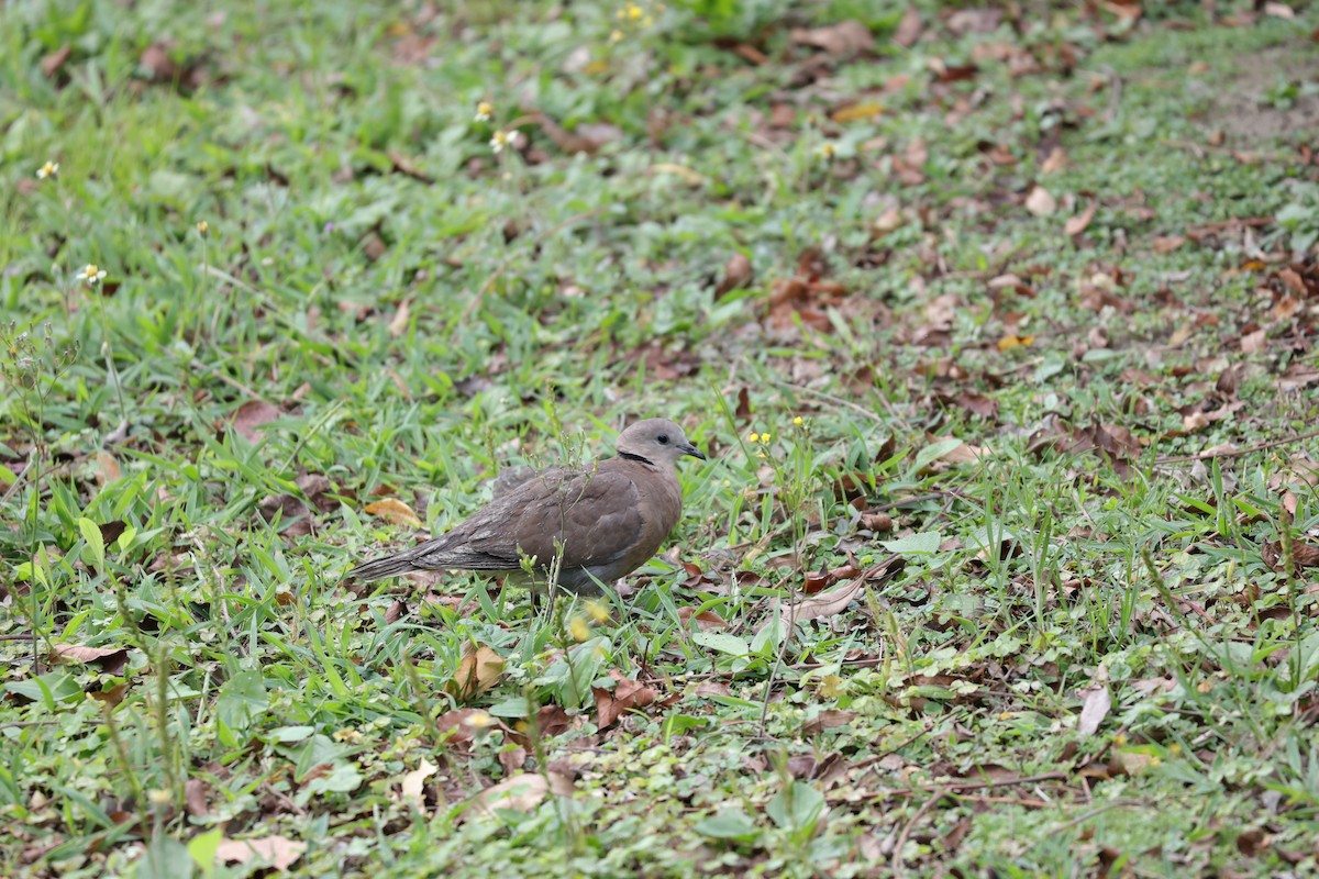 Paloma (Columba) sp. - ML614338032