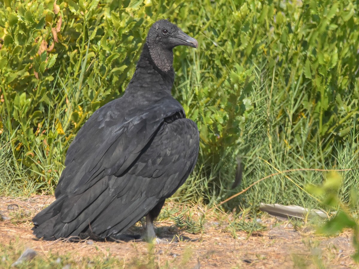 Black Vulture - ML614338042