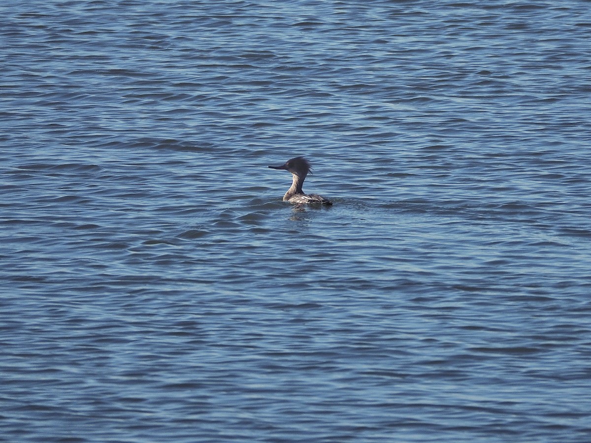 Red-breasted Merganser - Jesús M.  Medina