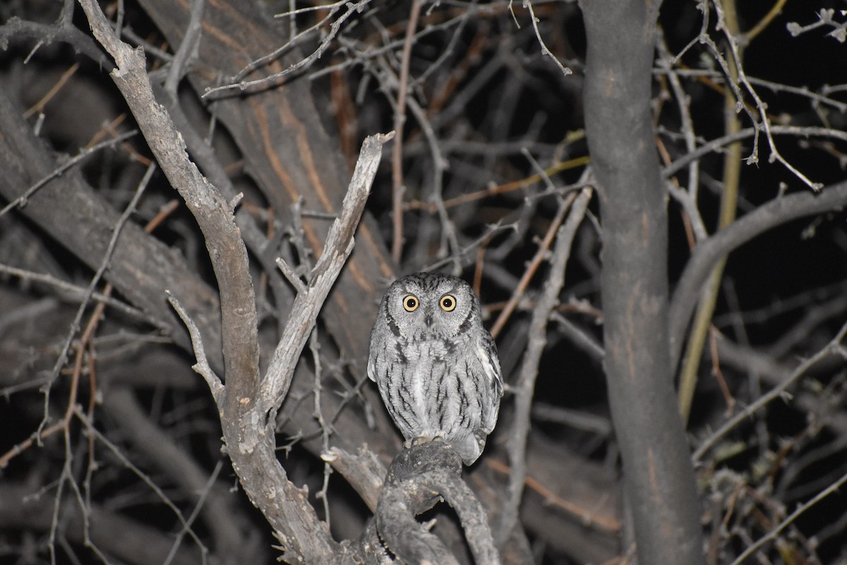 Western Screech-Owl - ML614338145