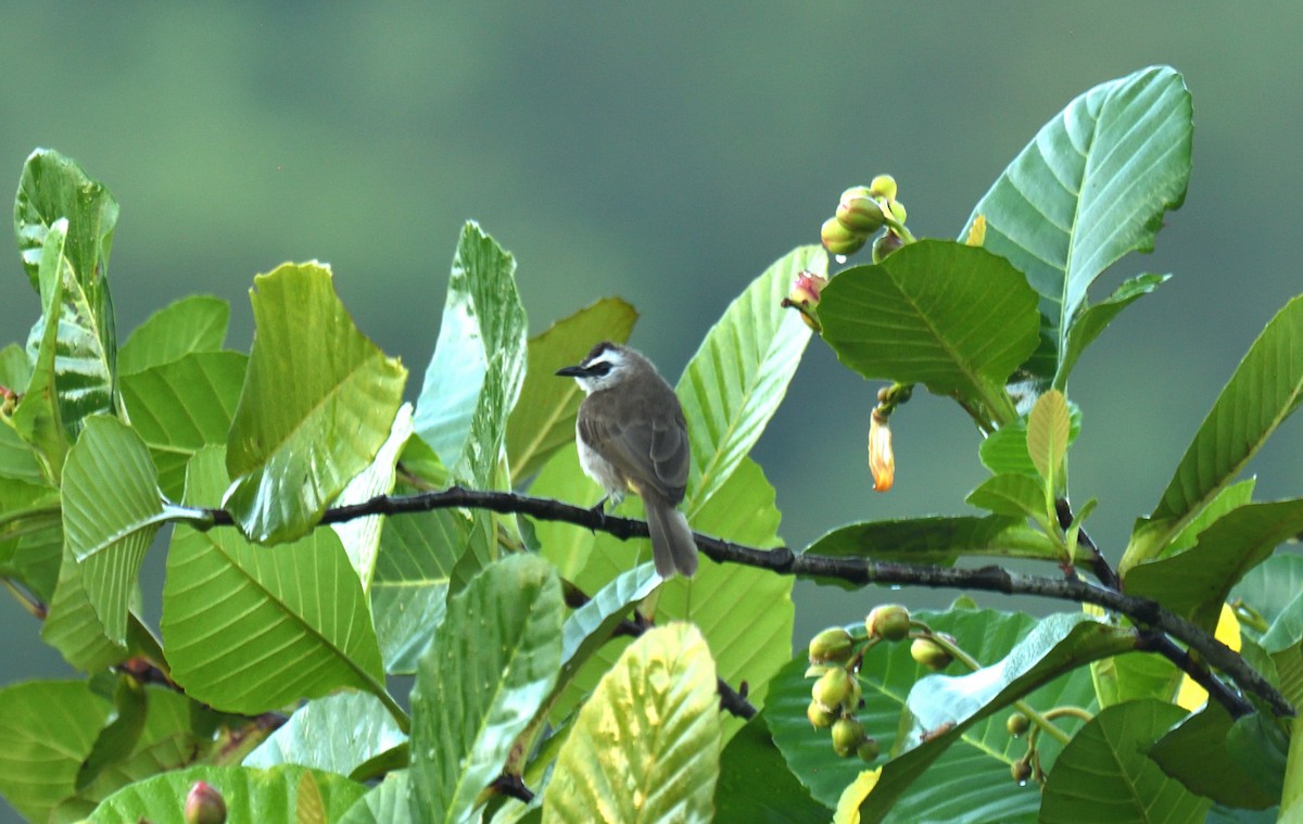 Yellow-vented Bulbul - ML614338180