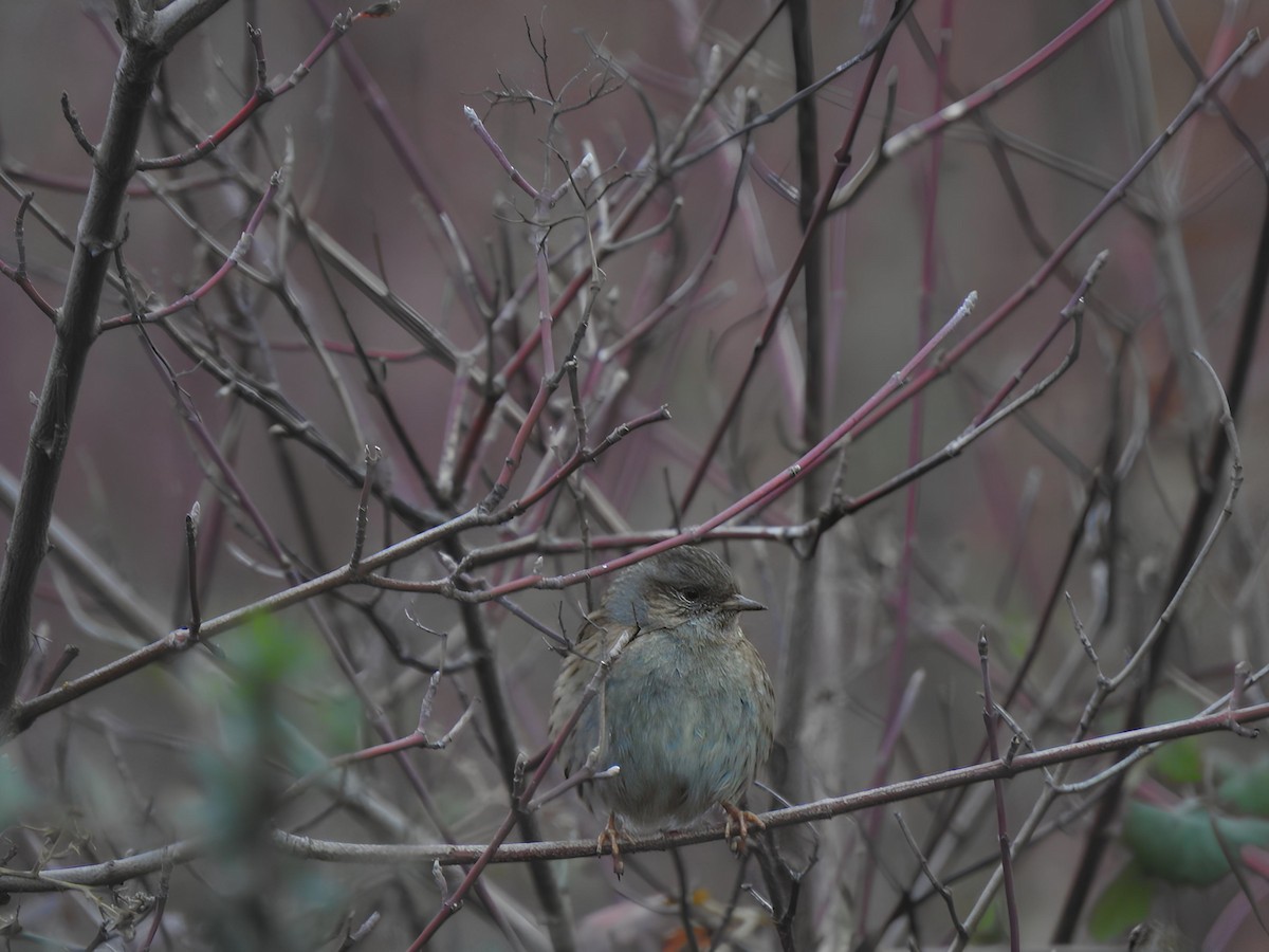 Dunnock - ML614338278