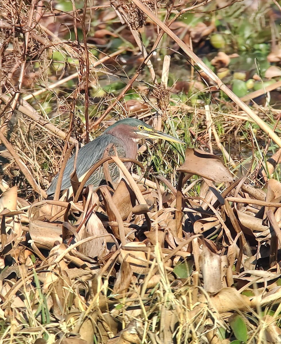 Green Heron - Mark Beebe