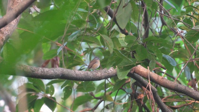 Pale-chinned Flycatcher - ML614338565