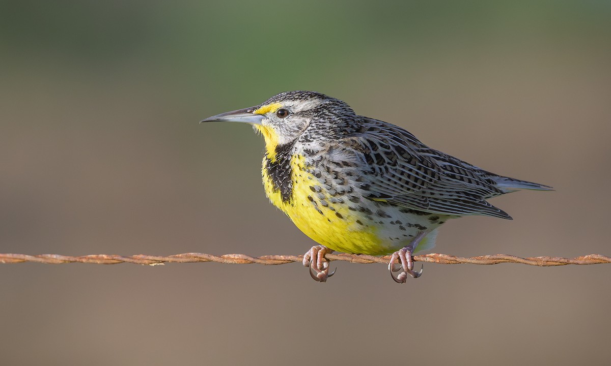 Western Meadowlark - ML614338578