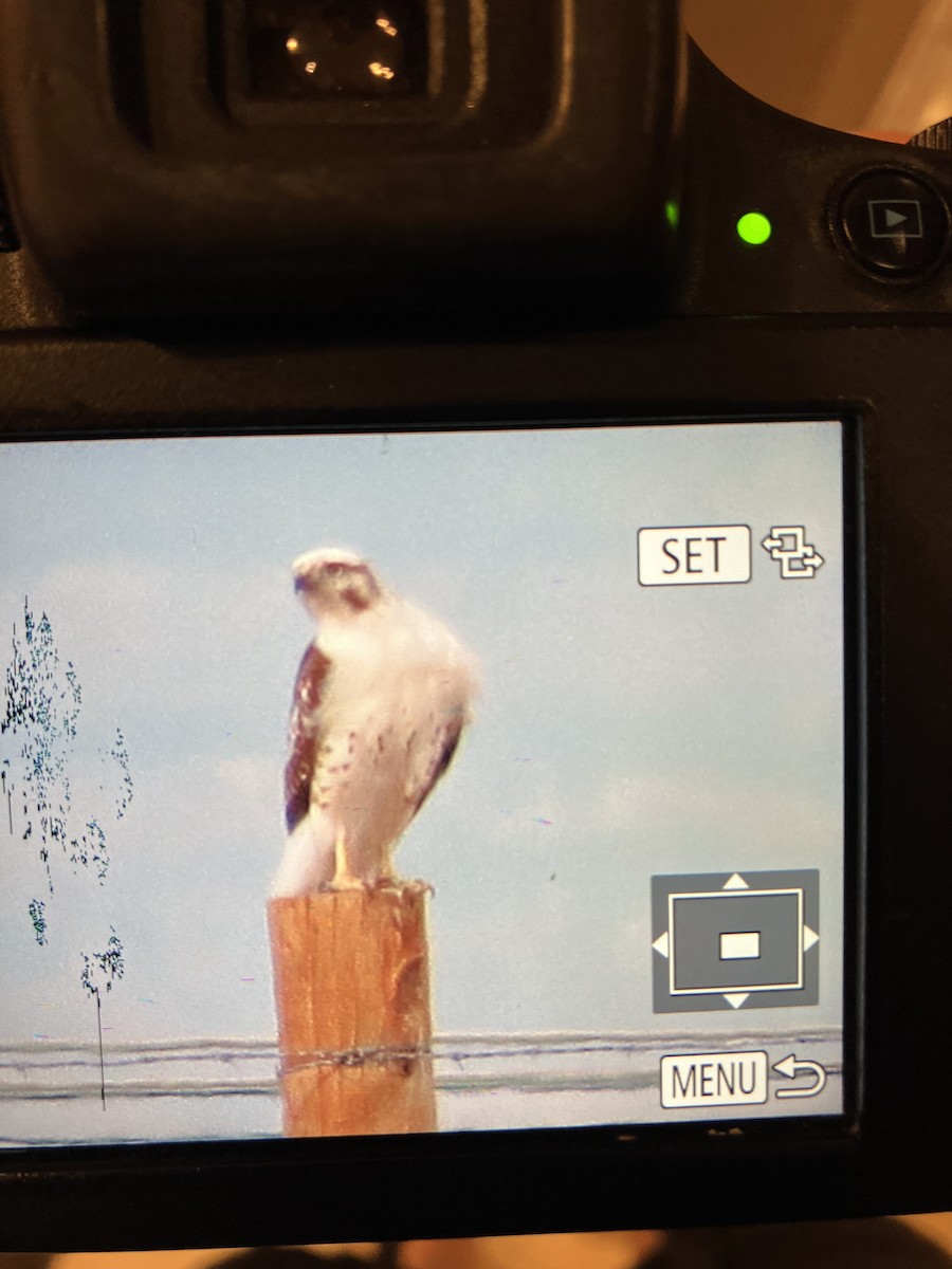 Red-tailed Hawk (Krider's) - ML614338583