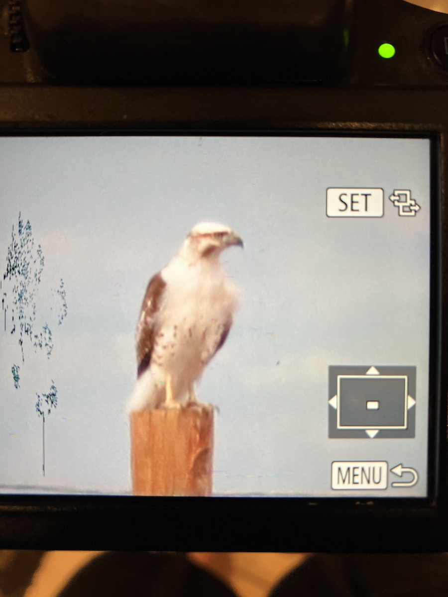 Red-tailed Hawk (Krider's) - ML614338584