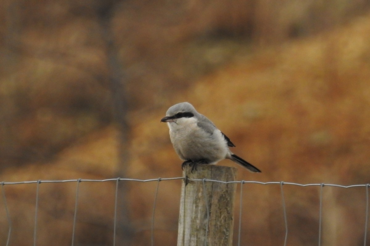 Үнсэн дунхай - ML614338596