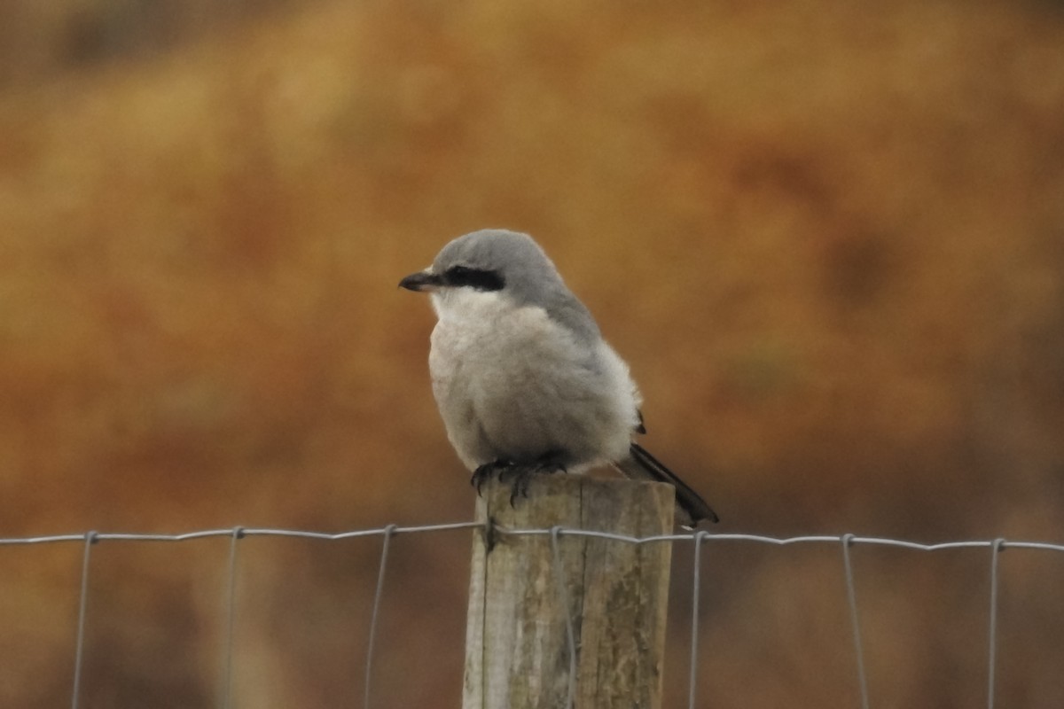 Үнсэн дунхай - ML614338597