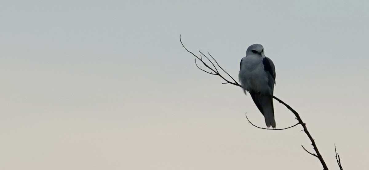 White-tailed Kite - ML614338604