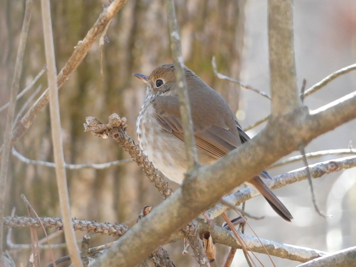 Hermit Thrush - Bob Boot