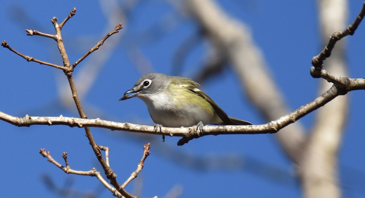 Blue-headed Vireo - Richard Snow