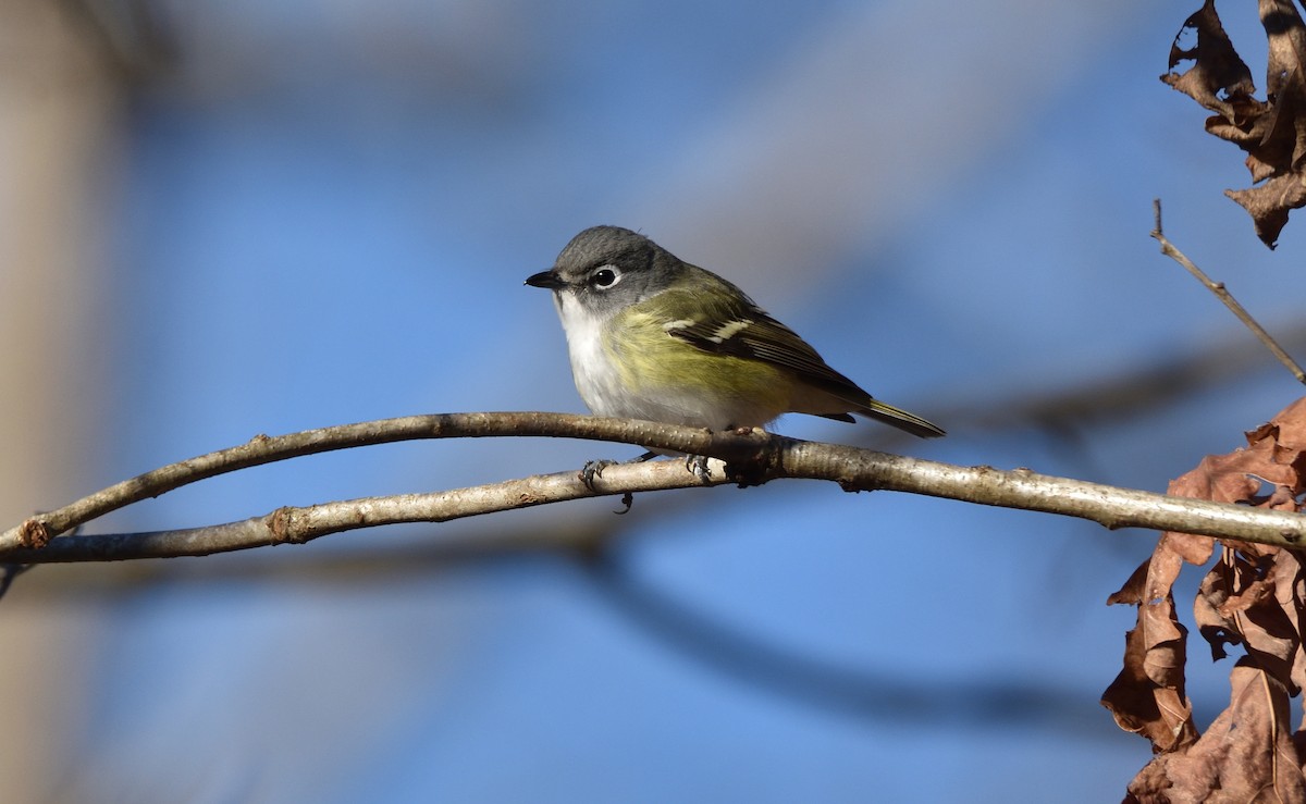 Blue-headed Vireo - ML614338711