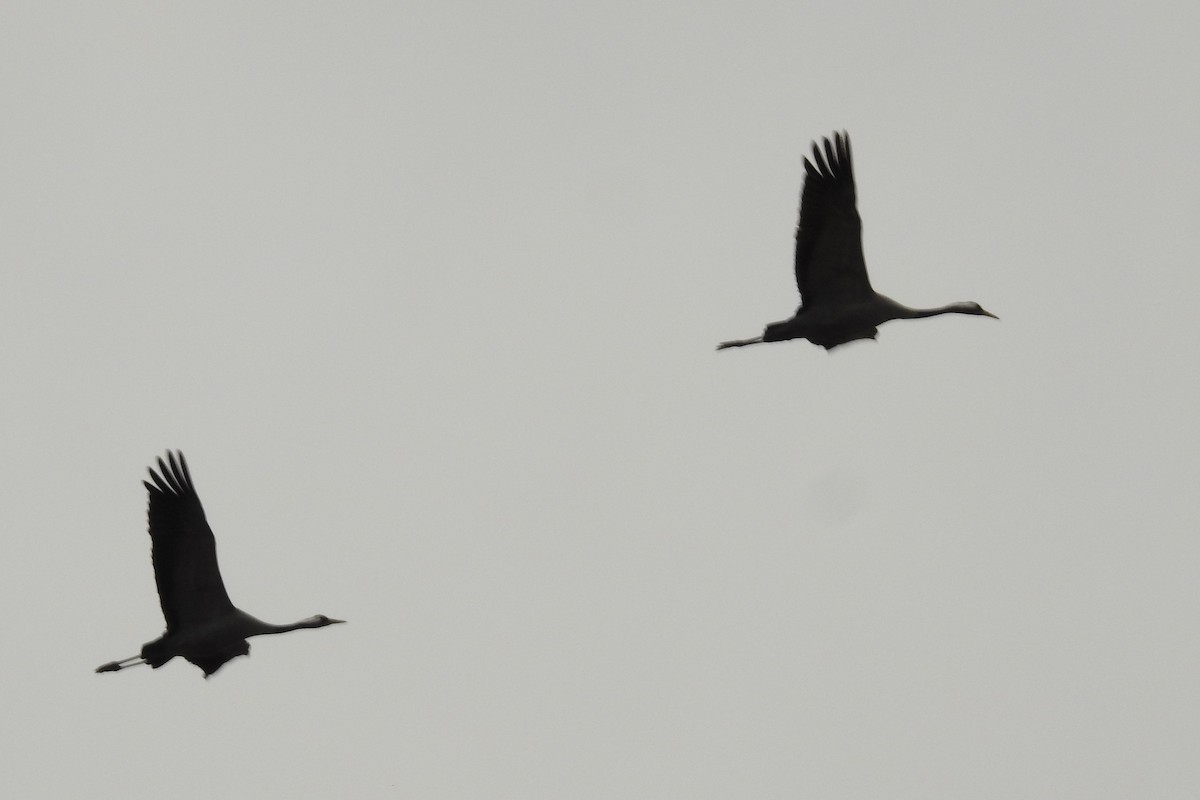 Хархираа тогоруу - ML614338735