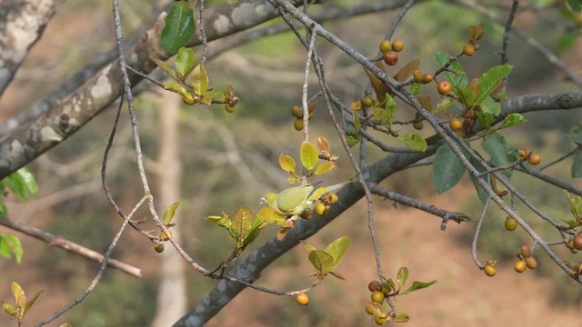 Pin-tailed Green-Pigeon - ML614338795