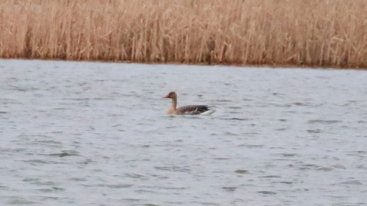 Taiga Bean-Goose - Jakub Nikiel