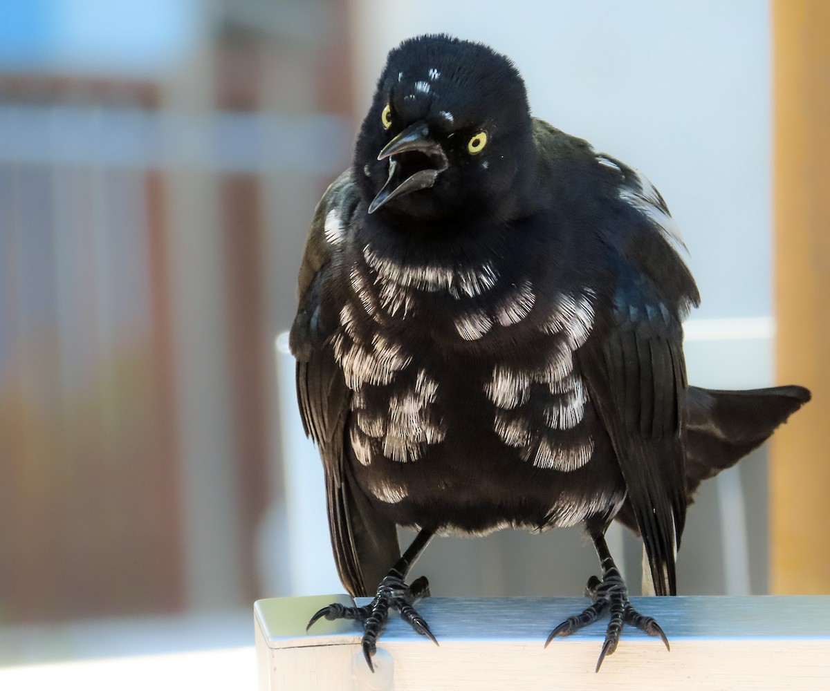 Greater Antillean Grackle - ML614338892